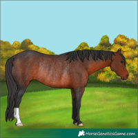 Horse Color:Brown Rabicano