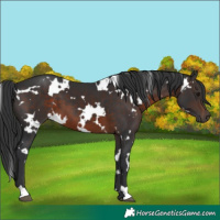 Horse Color:White Spotted Brown 
