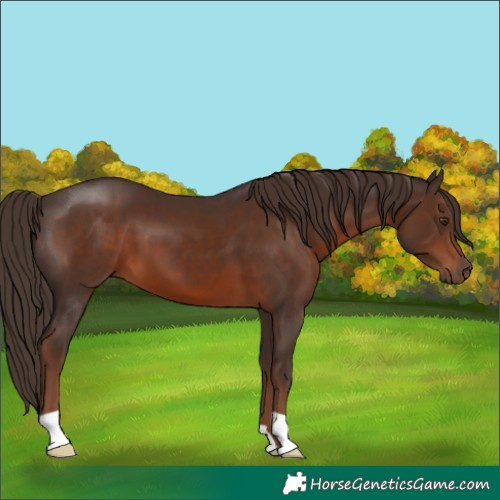 Horse Color:Liver Chestnut 