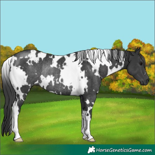 Horse Color:White Spotted Black Rabicano 