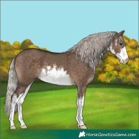 Horse Color:White Spotted Silver Brown Dun