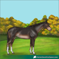 Horse Color:White Spotted Liver Chestnut
