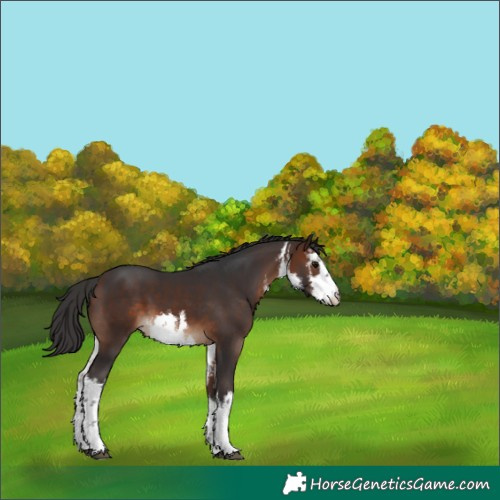 Horse Color:White Spotted Brown