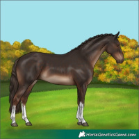 Horse Color:White Spotted Liver Chestnut 