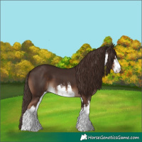 Horse Color:White Spotted Liver Chestnut 