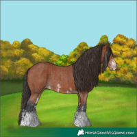 Horse Color:Bay Sabino Rabicano  and Bay Sabino Rabicano 