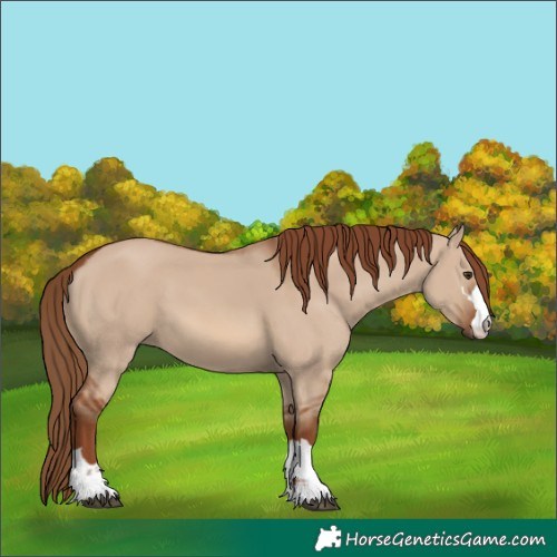 Horse Color:Red Dun 