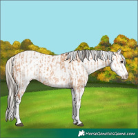 Horse Color:White Spotted Bay Dun Rabicano and White Spotted Silver Bay Dun Rabicano