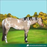 Horse Color:White Spotted Bay Dun 