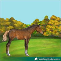 Horse Color:Chocolate Palomino 