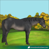 Horse Color:White Spotted Black