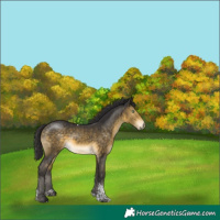 Horse Color:Buckskin Mushroom Tobiano Rabicano 