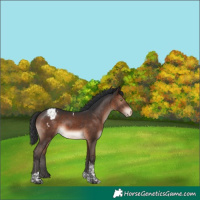 Horse Color:Bay Mushroom Tobiano Blanket Rabicano 