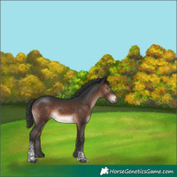 Horse Color:Bay Mushroom Tobiano