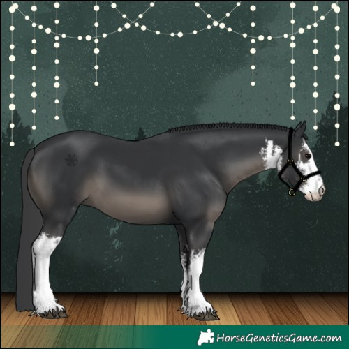 Horse Color:White Spotted Black 