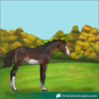 Horse Color:White Spotted Bay Frame 