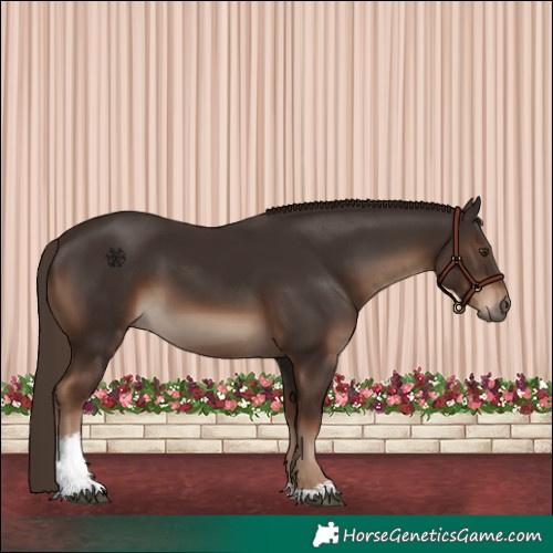 Horse Color:White Spotted Liver Chestnut 