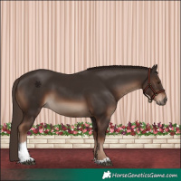 Horse Color:White Spotted Liver Chestnut 
