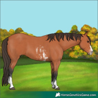 Horse Color:Bay Sabino 