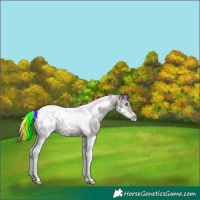 Horse Color:Painted White Spotted Chocolate Blue Onyx Ice Splash Tobiano Appaloosa