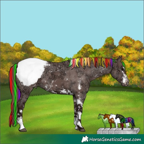 Horse Color:Painted Chocolate Grullo Ice Sabino Tobiano Appaloosa 