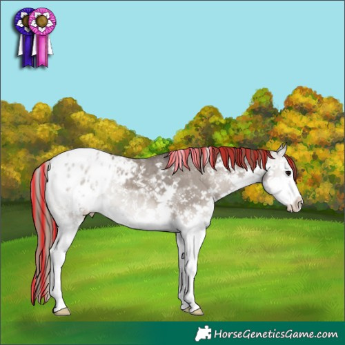 Horse Color:Painted White Spotted Grullo Onyx Sabino Splash Appaloosa 