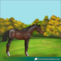 Horse Color:Liver Chestnut 