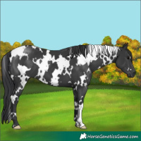 Horse Color:White Spotted Black 