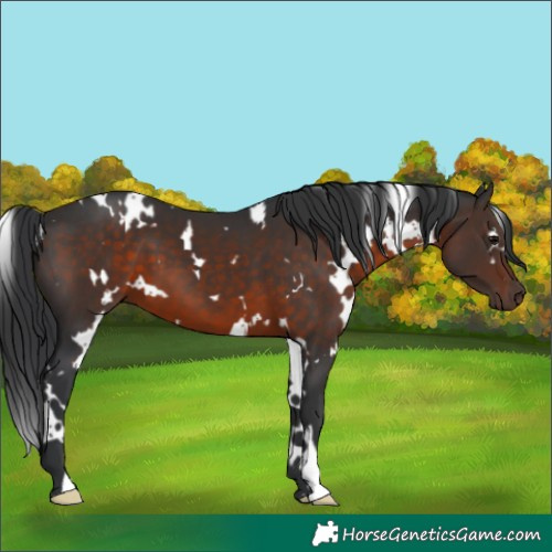 Horse Color:White Spotted Brown 