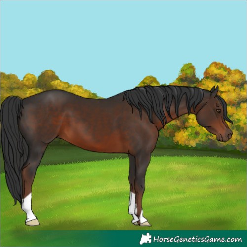 Horse Color:Liver Chestnut 