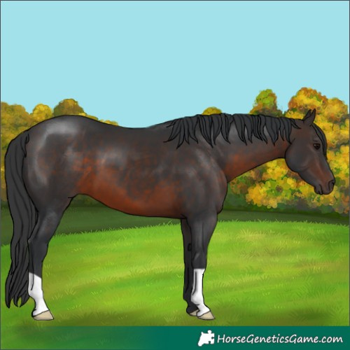 Horse Color:Brown 