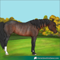 Horse Color:Brown Rabicano