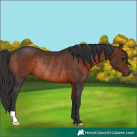 Horse Color:Brown Rabicano 