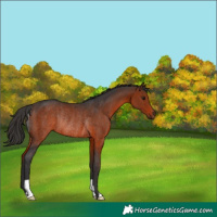 Horse Color:Brown Rabicano 
