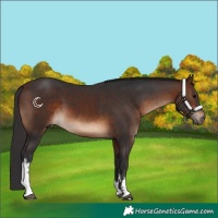 Horse Color:White Spotted Brown