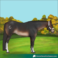 Horse Color:White Spotted Brown 