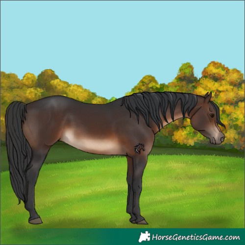 Horse Color:White Spotted Brown 