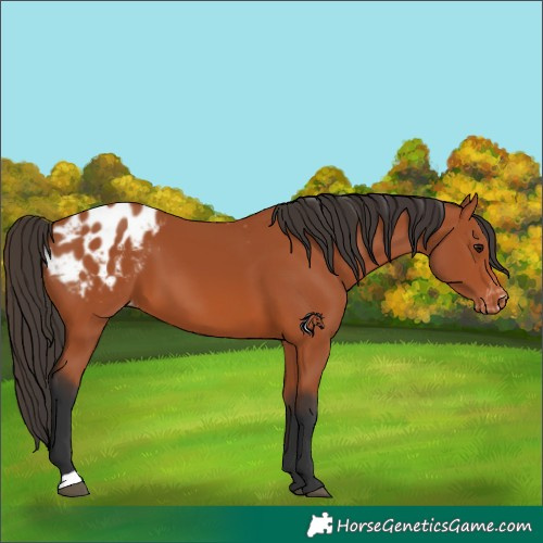 Horse Color:Bay Appaloosa 