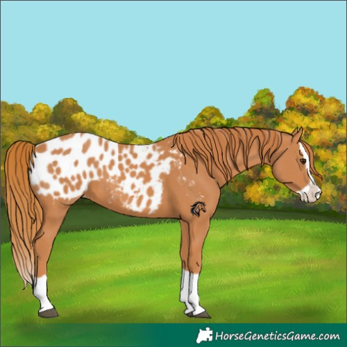 Horse Color:Chestnut Splash Appaloosa 