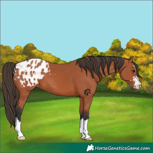Horse Color:Bay Blanket 