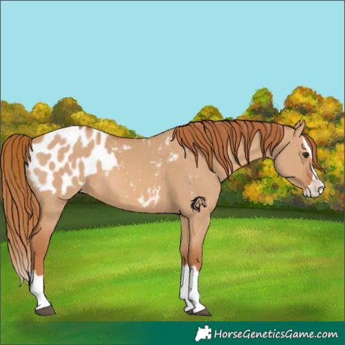 Horse Color:Red Dun Splash Appaloosa