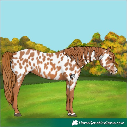 Horse Color:Chestnut Splash Near Leopard