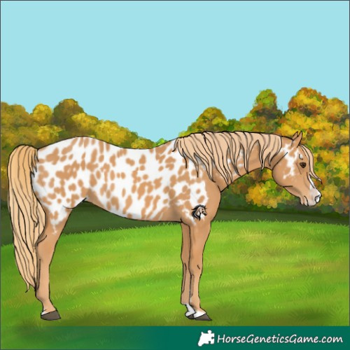 Horse Color:Chestnut Splash Appaloosa 