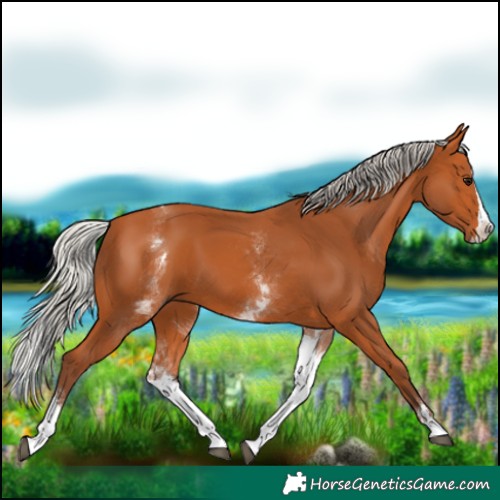 Horse Color:White Spotted Silver Bay Splash 