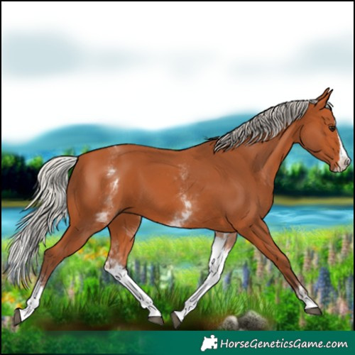Horse Color:White Spotted Silver Bay Splash