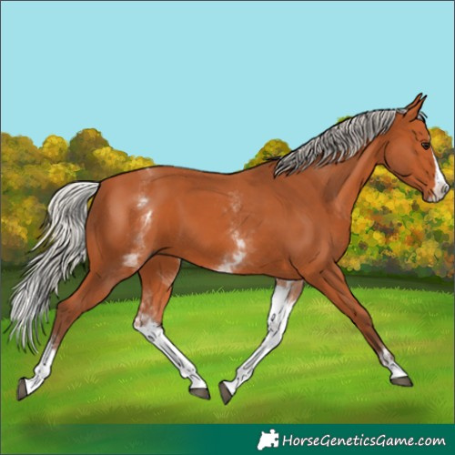 Horse Color:White Spotted Silver Bay Splash 