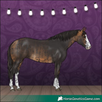 Horse Color:Smoky Black and Buckskin