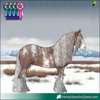 Horse Color:Powder White Silver Bay Sabino Splash 