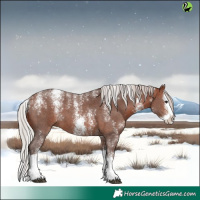 Horse Color:Powder White Silver Bay Sabino Splash 