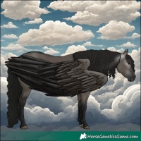 Horse Color:Gray Grullo